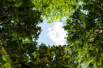 Lush Green Tree Canopy with Sky View and Sunlight, Nature Background - 3D Illustration