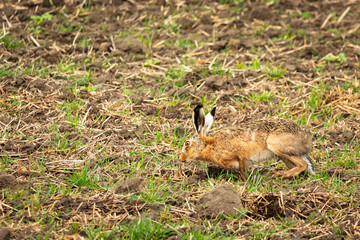 Camouflaged hare in a field, Czulczyce, Poland