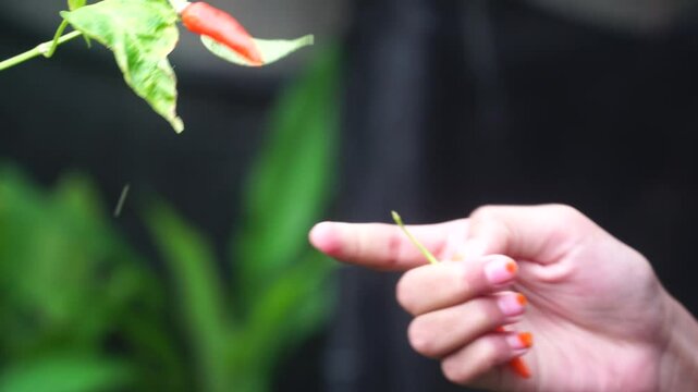 Woman's hand picking chili from tree