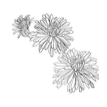 recommend clip art: Black and white line illustration of daisy flowers on a white background. Flower chrysanthemum isolated on white