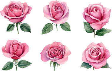 Fototapeta premium pink roses on white background