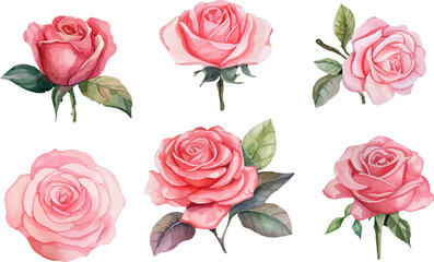 set of roses vector illustration
