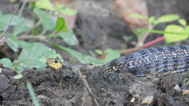 Snake enjoying her prey and relaxing .