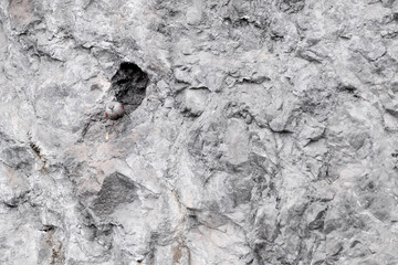 The wallcreeper on mountain wall (Tichodroma muraria)