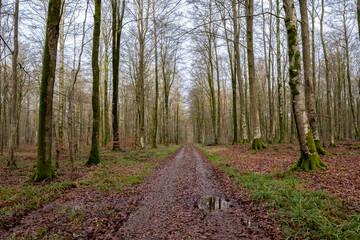 Chemin de forêt en hiver détrempé par la pluie. Feuilles mortes, hêtres et chènes