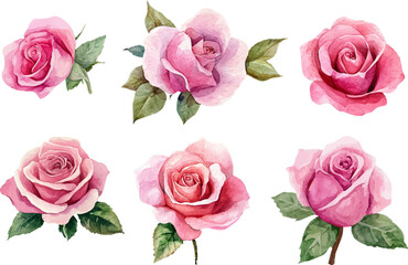 pink roses on white background