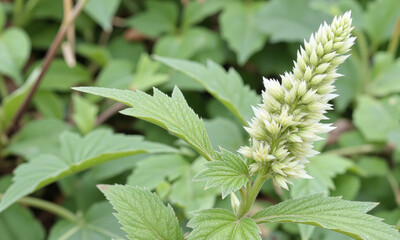 Wormwood (Artemisia absinthium) Wormwood is a hardy, aromatic herb native to Australia and is often used for its medicinal properties.