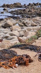 beach and rocks in chile