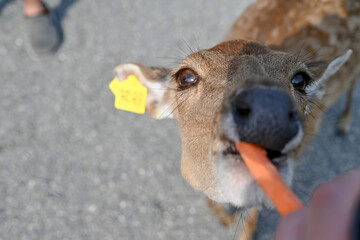 Adorable Deer Eating a Carrot – A Close-Up of a Heartwarming Wildlife Moment