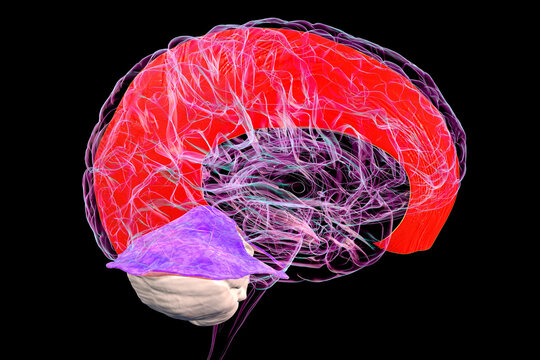 Human brain with highlighted falx cerebri and tentorium cerebelli, 3D illustration