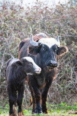Cow and calf. Maternal instinct idea concept in animals. Cattle and its baby. Husbandry.
