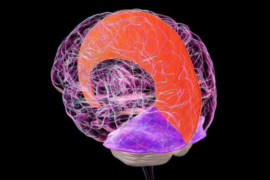 Human brain with highlighted falx cerebri and tentorium cerebelli, 3D illustration