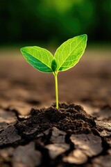 Fototapeta premium Green seedling emerges from cracked soil, symbolizing hope and r