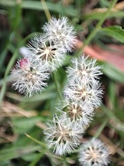 Flowers, red, pink, white, purple, yellow