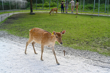 Adorable Deer Eating a Carrot – A Close-Up of a Heartwarming Wildlife Moment