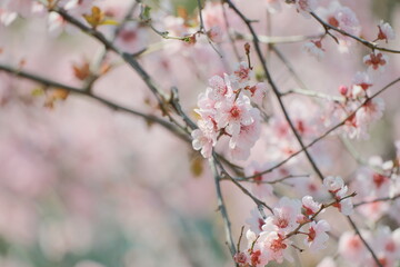 pink cherry blossom