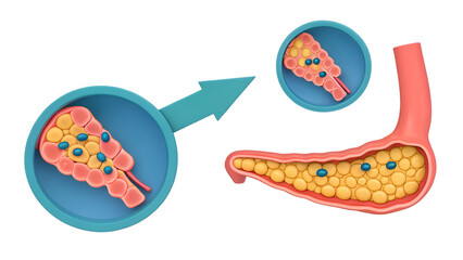diabetes detection insulin prevention Illustration depicting cellular structures and their functions in the pancreas.