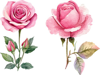 pink rose vector illustration