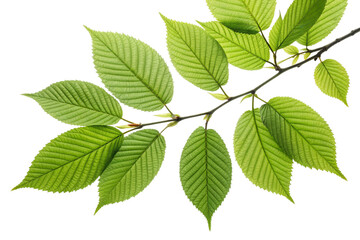 Fototapeta premium Vibrant Green Leaves on a Branch Detailed Closeup of Nature