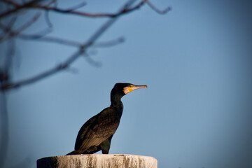 cormoran sur son promontoire au soleil en gros plan 