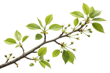 Obraz premium A Detailed Closeup of a Branch with Emerging Green Leaves and Buds