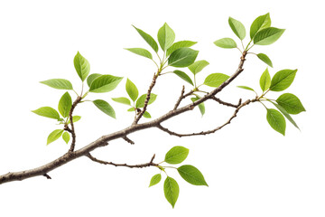 Obraz premium A Detailed Closeup of a Branch with Vibrant Green Leaves Against a Black Background