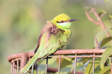 Green Bee Eater