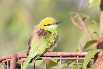 Green Bee Eater