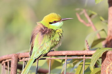 Green Bee Eater