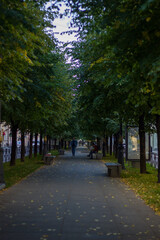 An alley of green trees and benches