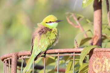 Bee eater on tree