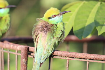Bee eater on tree