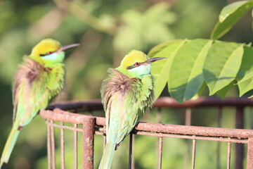 Bee eater on tree