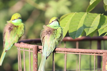 Bee eater on tree