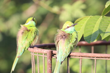 Bee eater on tree