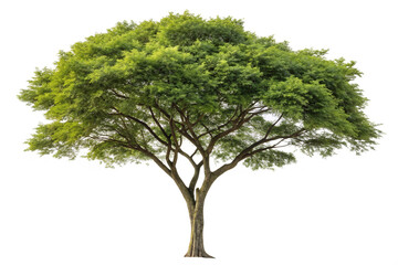 Obraz premium A Majestic Green Tree Isolated on Black Background a lush vibrant tree with sprawling branches and dense foliage