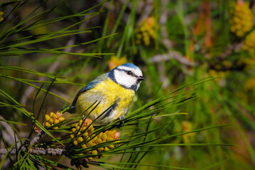 Eurasian Blue Tit perched on a branch in the morning light