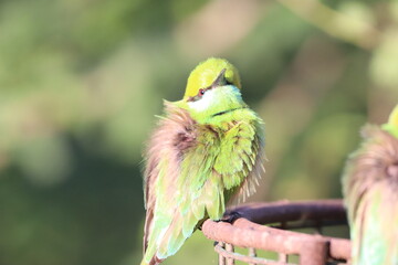 Bee eater on tree
