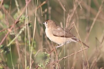 Bird on Tree