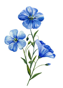 recommend clip art: Watercolor blue flax flowers clipart, hand-painted floral botanical illustration, wildflower nature design. Watercolor floral clipart for wedding invitations, vintage decor, greeting.