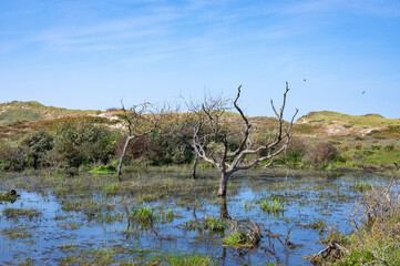 Trees stand in the water in nature