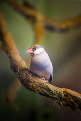 Java Sparrow (Lonchura oryzivora)