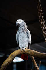 African Grey Parrot (Psittacus erithacus)