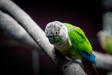 Green-cheeked Conure (Pyrrhura molinae)