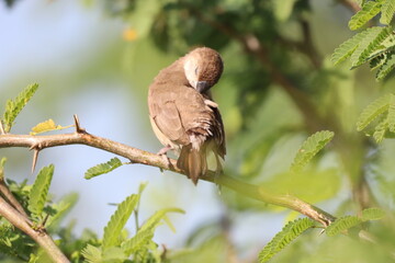 Bird on Tree
