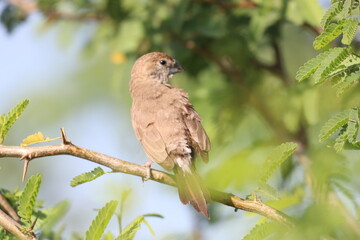 Bird on Tree
