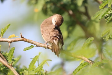 Fototapeta premium Bird on Tree