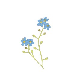 Forget me not blue flower drawing