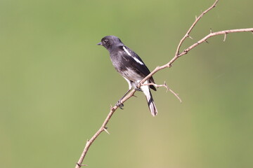 Bird on tree