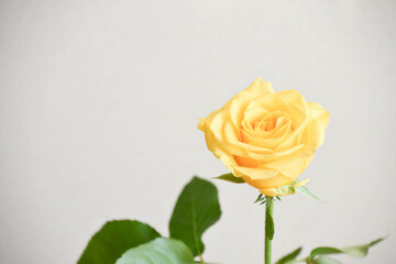 黄色い薔薇